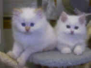 ad.jpg (18282 bytes)