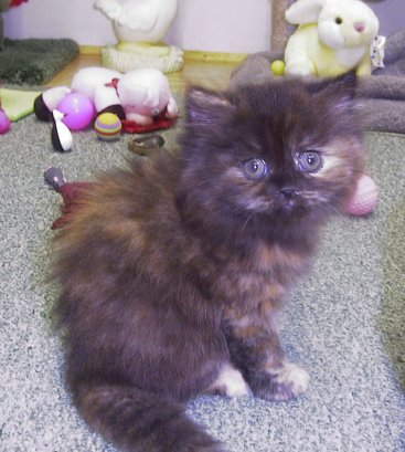 better~1.jpg (38456 bytes)