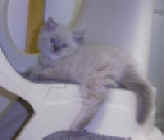 bluepo~2.jpg (21094 bytes)