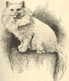 white persian 1889.jpg (991723 bytes)